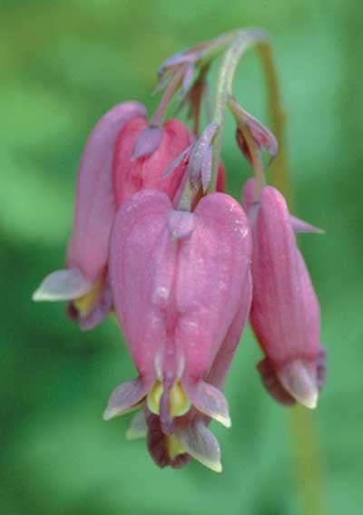 111 Bleeding Heart, 30ml (Schöne Herzblume)
