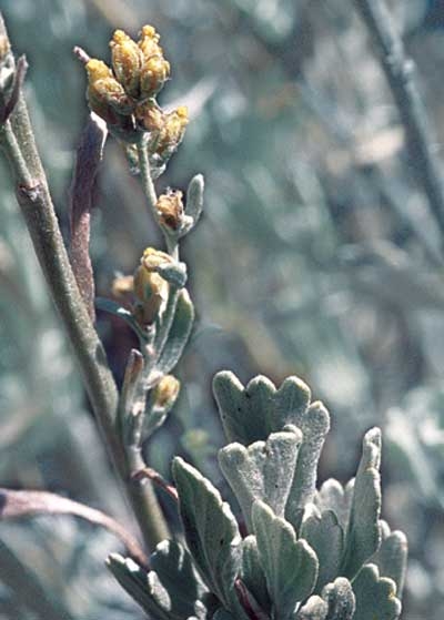 298 Sagebrush, 30ml (Dreizähniger Beifuss)