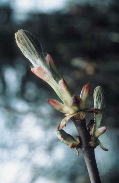 Healing Herbs Chestnut Bud 30 ml Healing Herbs Chestnut Bud 30 ml