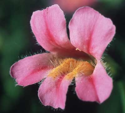 Pink Monkeyflower, 30ml (Rosa Gauklerblume)