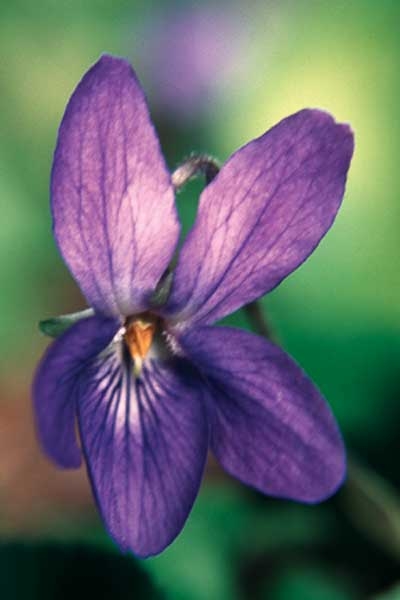 344 Violet, 30ml (Veilchen)