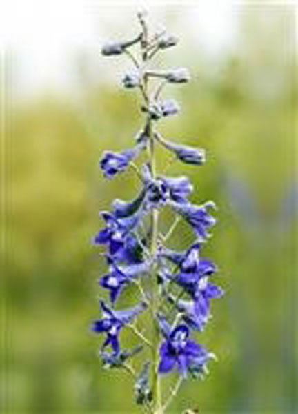 Flower Essence Services Tall Moutain Larkspur 30 ml Flower Essence Services Tall Mountain Larkspur 30 ml