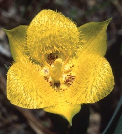 Yellow Star Tulip, 30ml (Gelbe Mormonentulpe)